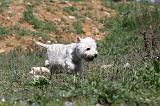 WESTIE 038